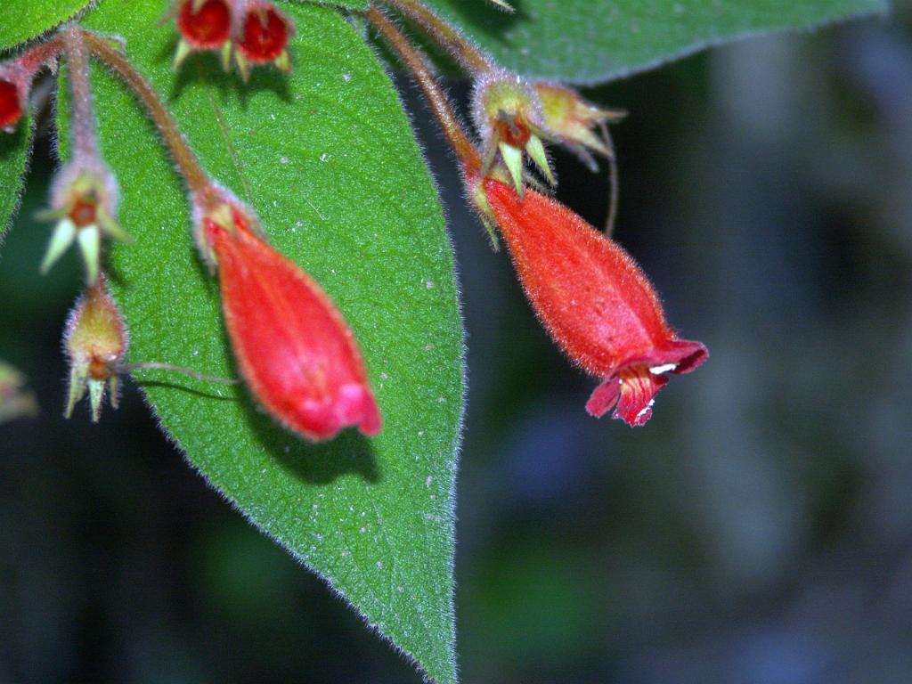 100228_Tlapacoyan 048.jpg